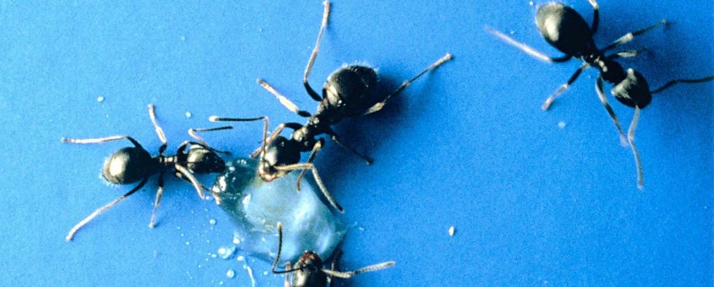 ant pest control