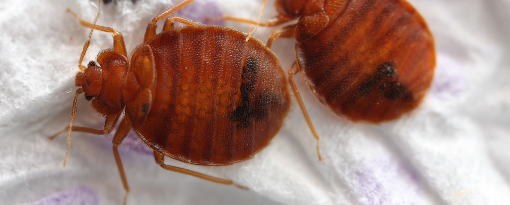 bedbugs
