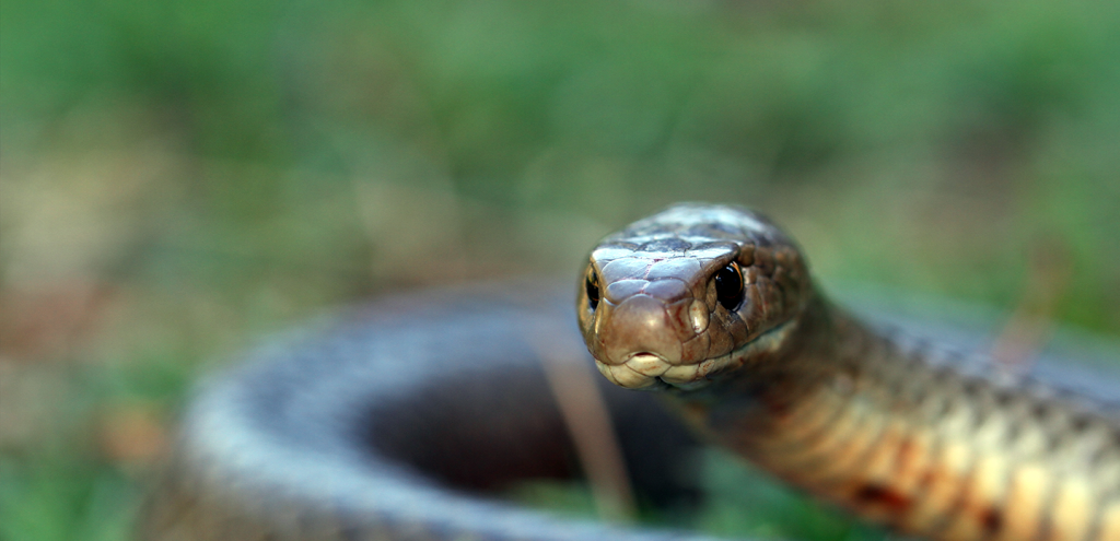 hero snake