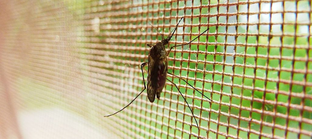 mosquitos