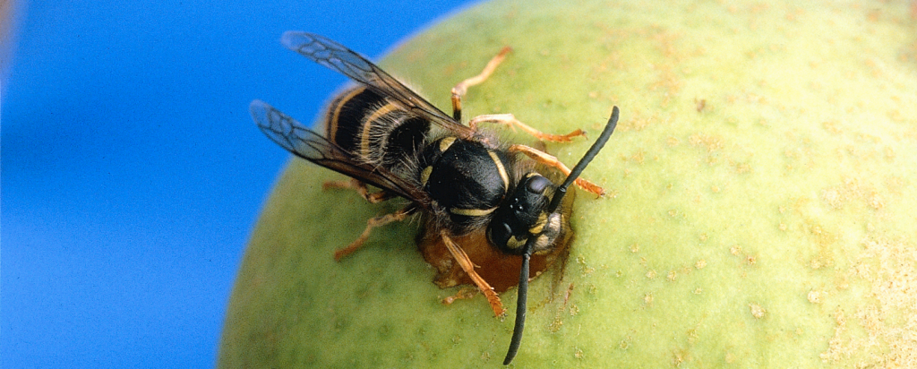 wasps
