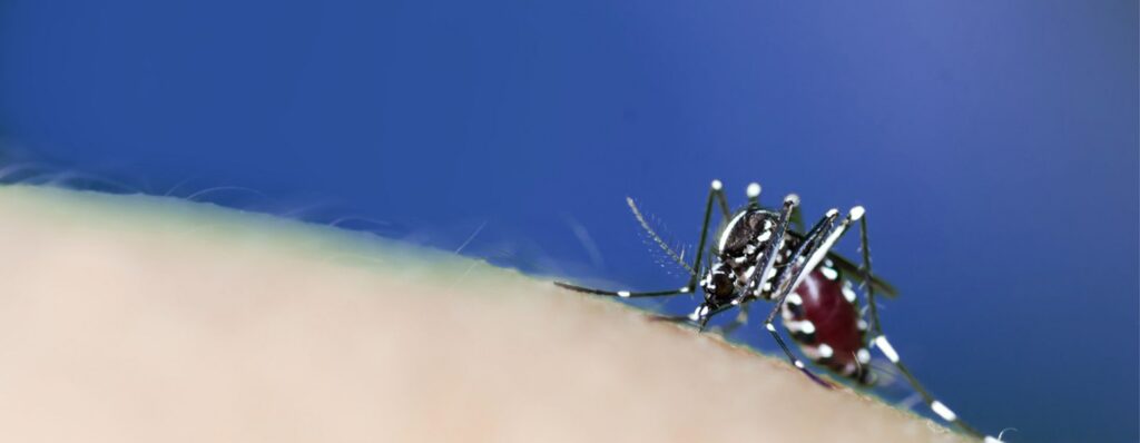 mosquito control