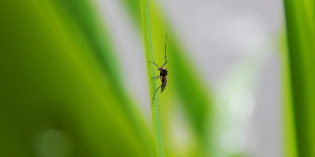 mosquitoes crop