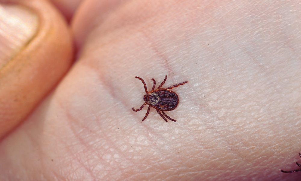 pest pro bird mite
