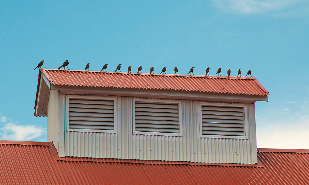 protecting roofs and buildings from bird damage easily