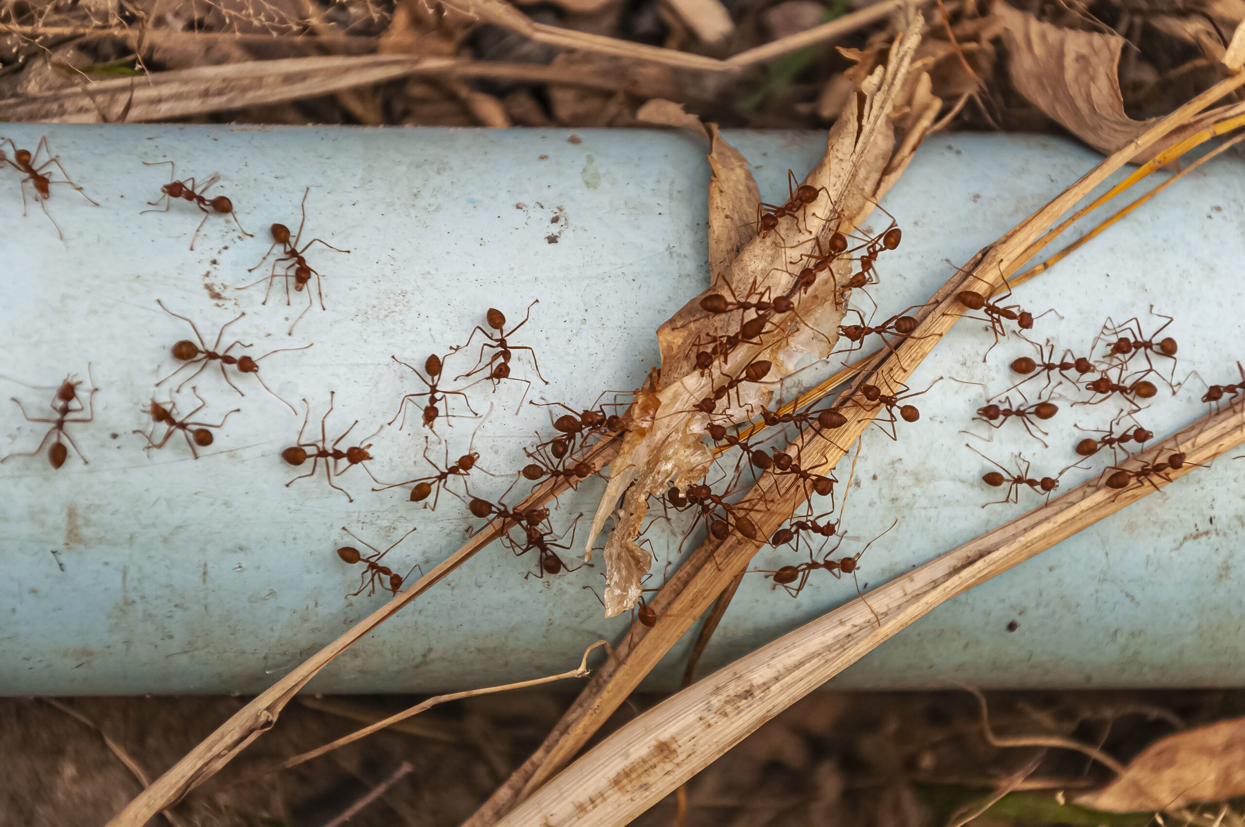 How to Get Rid of Ants in Singapore